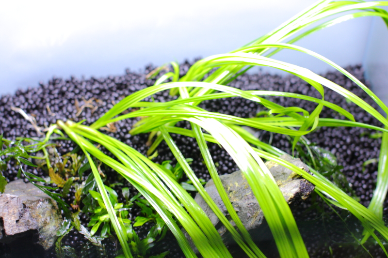 植栽直後　シペルス　ヘルフェリー